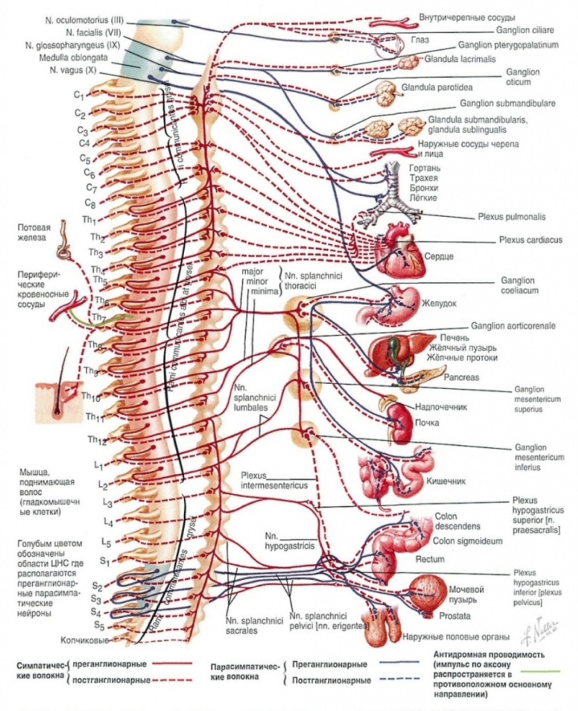 vegetovascular dystonia medical meaning magas vérnyomás és a kezelés módja